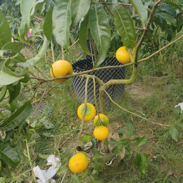 黄晶果苗
