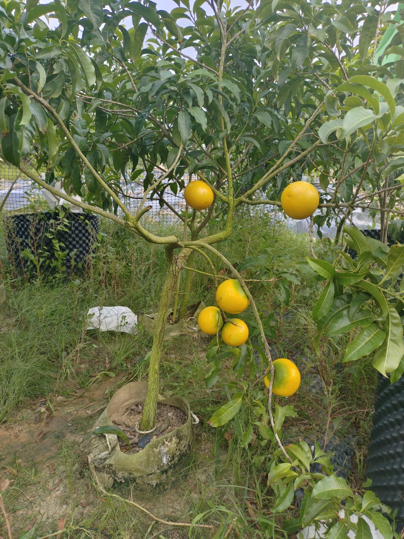 黄晶果苗