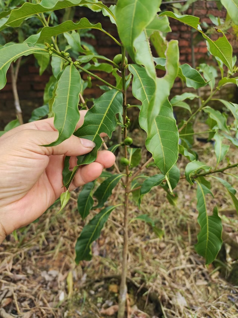 黄晶果苗