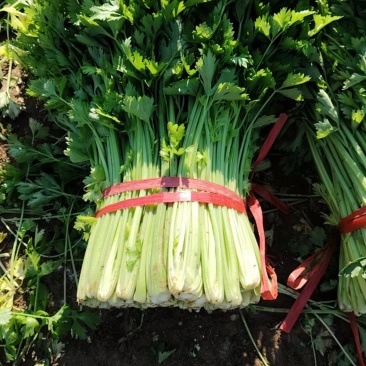 中细棵芹菜