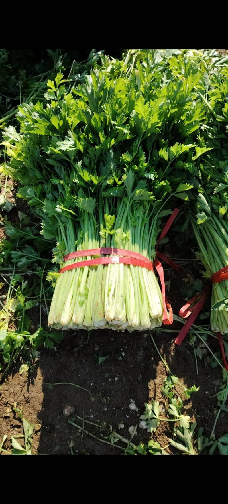 中细棵芹菜