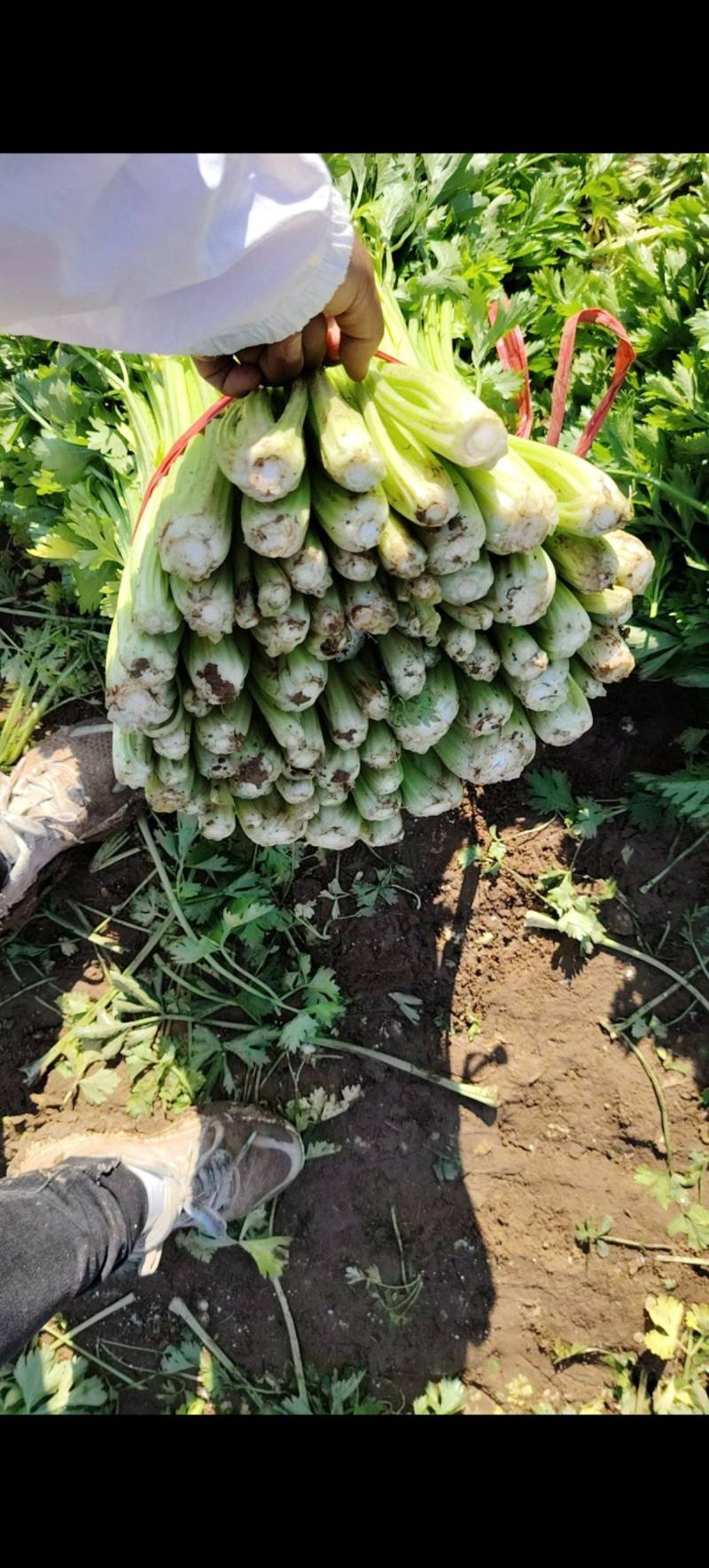 中细棵芹菜