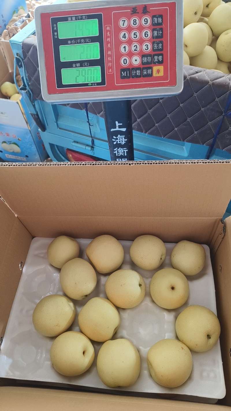 皇冠梨新果大量上市货源足代收代存【代发全国】