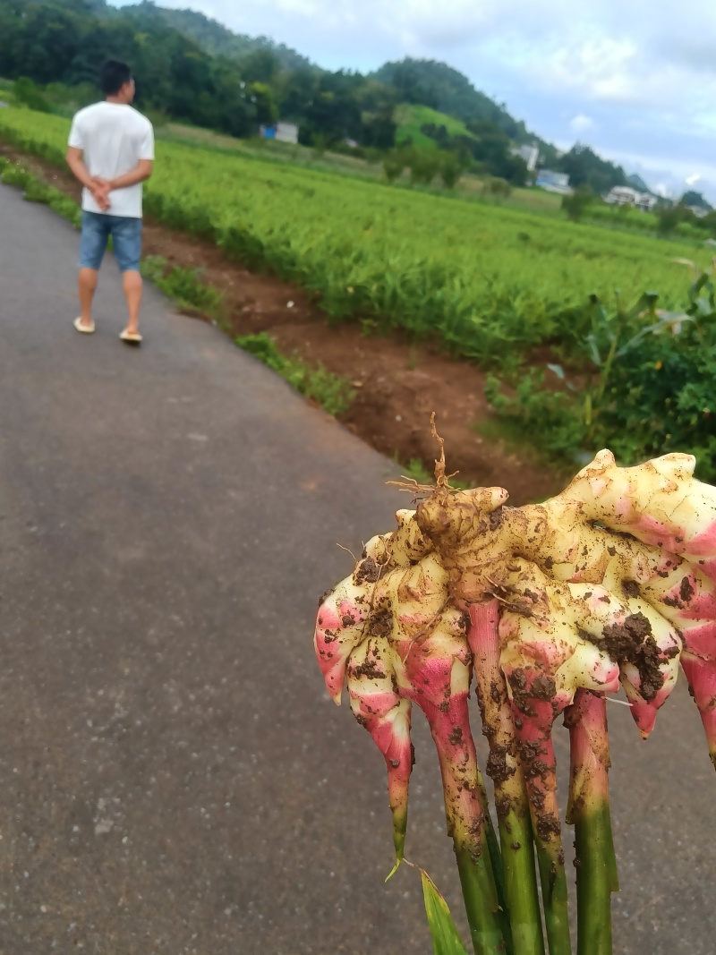 贵州嫩姜大量出货