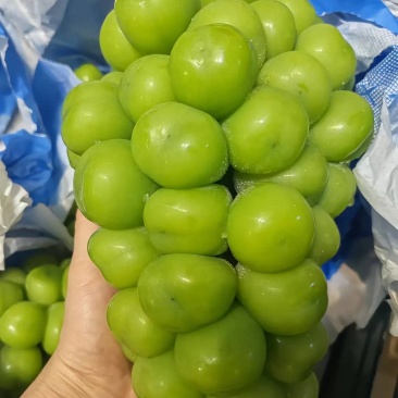 夏邑阳光玫瑰大量上市价格美丽产地直发欢迎老板致电
