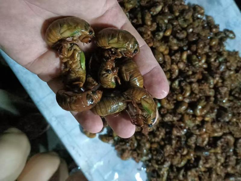 精品杜仲金蝉大量上市冷链运输质量保证欢迎来电咨询