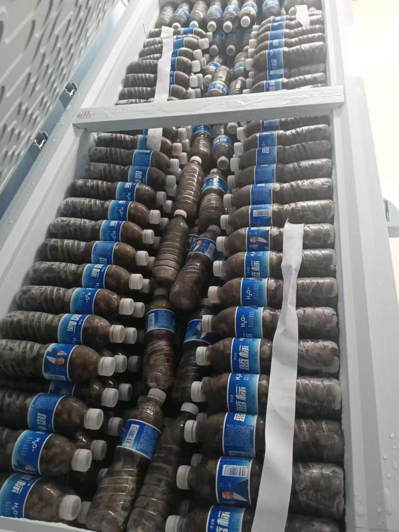 精品杜仲金蝉大量上市冷链运输质量保证欢迎来电咨询