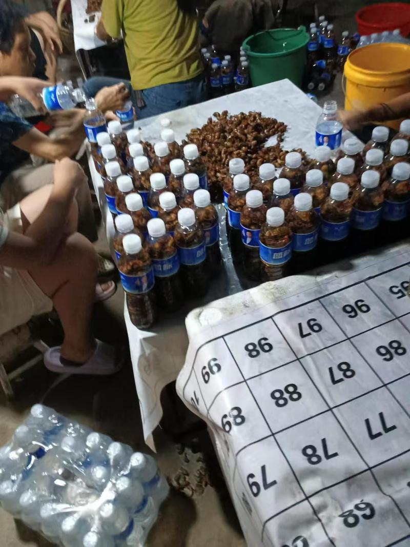 精品杜仲金蝉大量上市冷链运输质量保证欢迎来电咨询