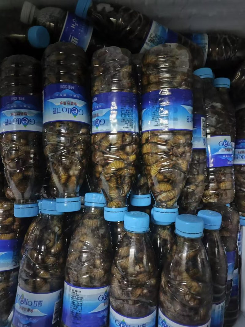 精品杜仲金蝉大量上市冷链运输质量保证欢迎来电咨询