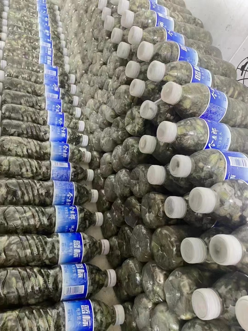 精品杜仲金蝉大量上市冷链运输质量保证欢迎来电咨询