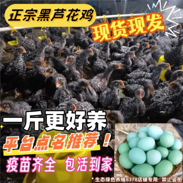 乐山芦花鸡苗包防疫包运输包成活率货到满意付款诚信服务