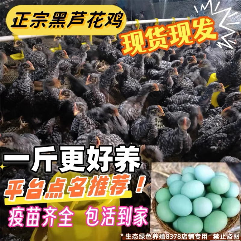 乐山芦花鸡苗包防疫包运输包成活率货到满意付款诚信服务
