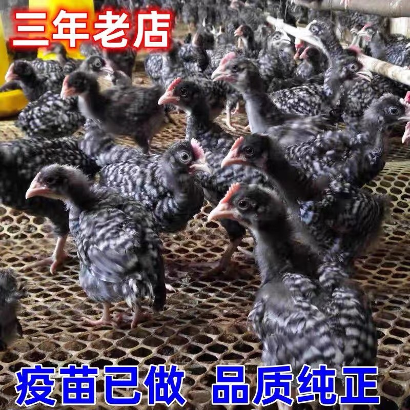 乐山芦花鸡苗包防疫包运输包成活率货到满意付款诚信服务