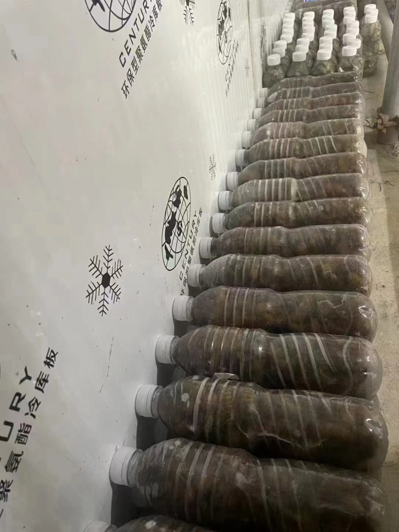 精品杜仲金蝉大量上市质量保证冷链发车欢迎老板来