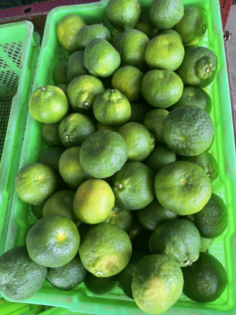 大炮、丑橘、耙耙柑、绿高次、精品市场电商供应、一手货源