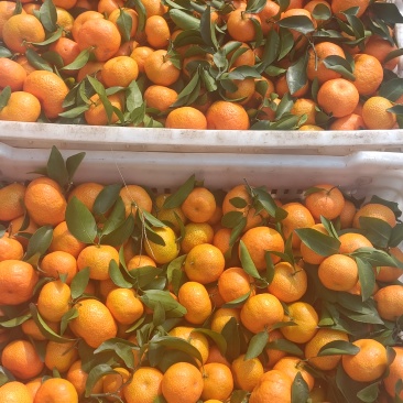 南丰蜜桔