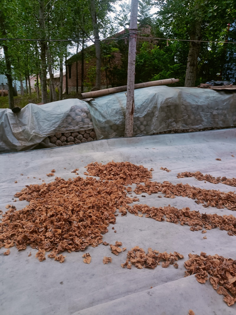 厂家直销羊肚耳批发零售产地直销，单片无根，片大肉厚颜色好