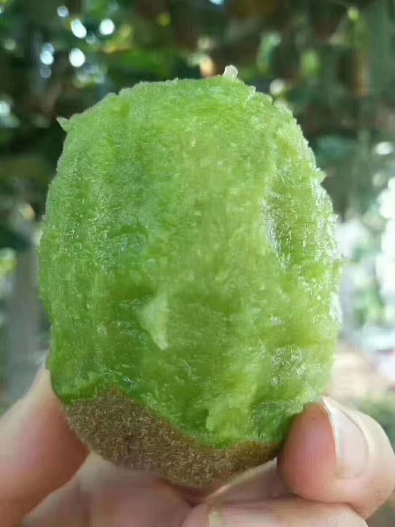 山东博山碧玉猕猴桃，专业承接全国，微商，团购，欢迎来电
