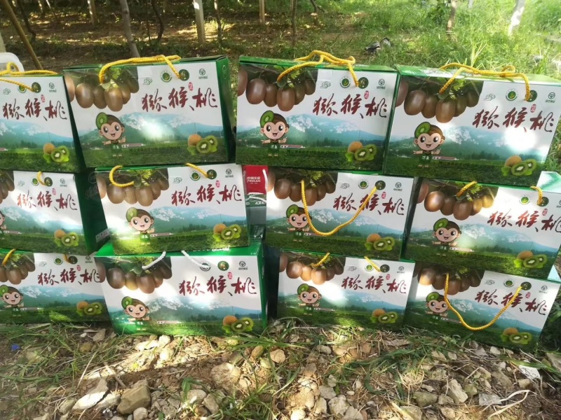 山东博山碧玉猕猴桃，专业承接全国，微商，团购，欢迎来电