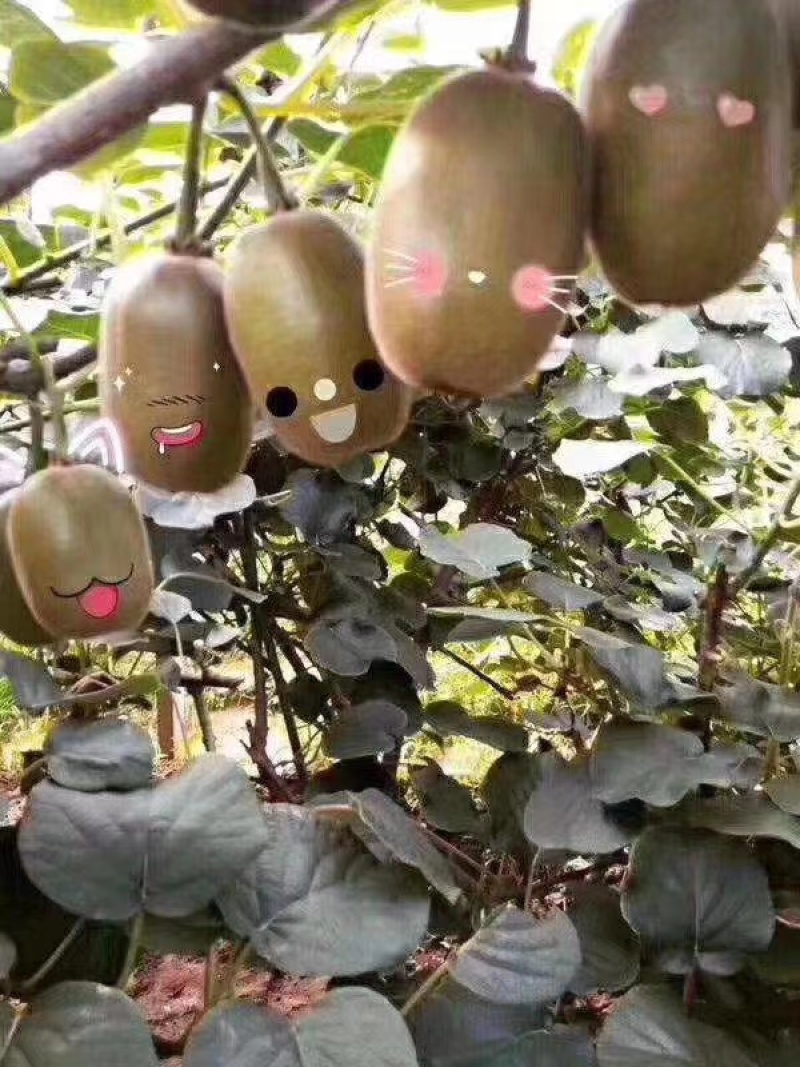 精品博山猕猴桃碧玉猕猴桃果园直采对接市场团购商超