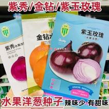 水果洋葱种子大全黄皮圆葱种子紫皮洋葱籽紫红皮洋葱种籽甜脆