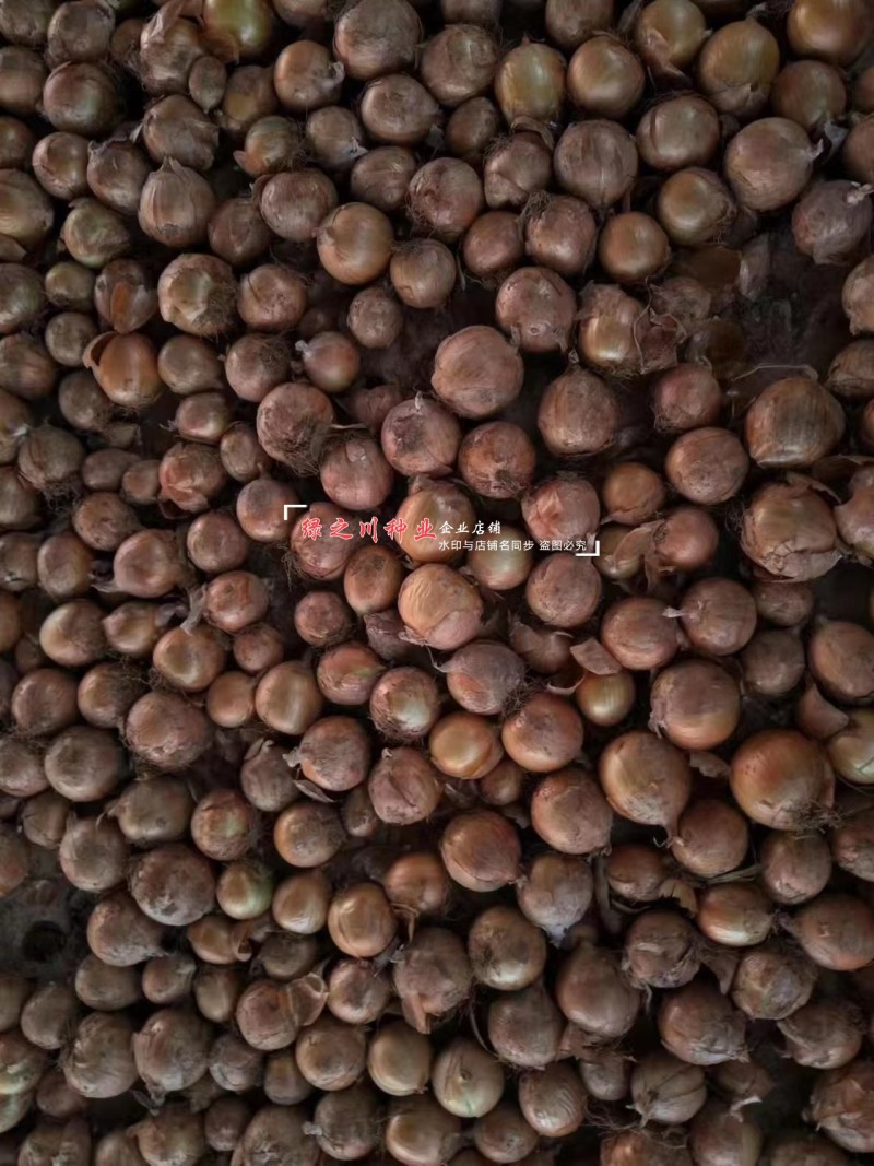水果洋葱种子大全黄皮圆葱种子紫皮洋葱籽紫红皮洋葱种籽甜脆