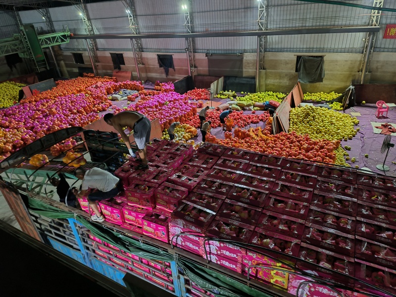 广东梅州三红蜜柚梅县三红柚量大从优基地直供现货采摘