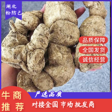 防己~野生粉防己干货-含药量高-长年供应，质量保证