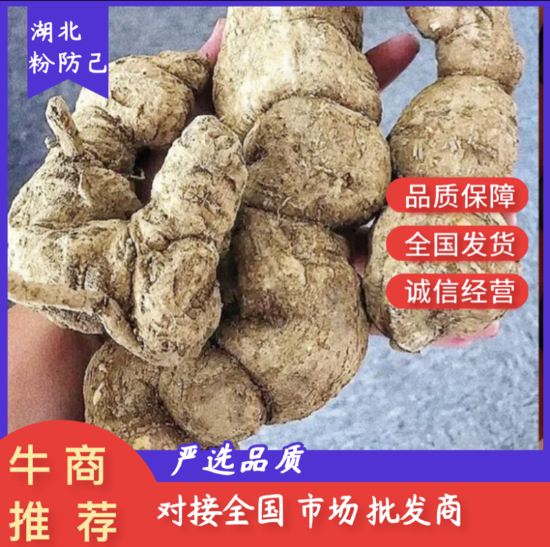 防己~野生粉防己干货-含药量高-长年供应，质量保证