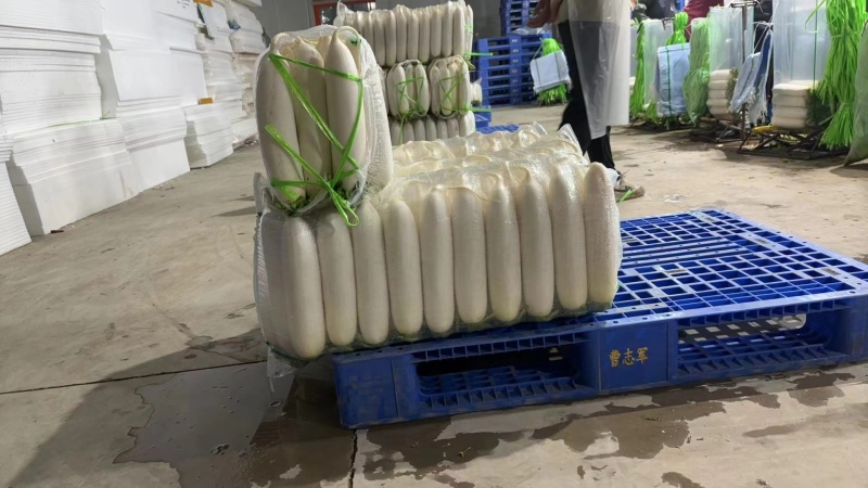 全球萝卜看中国，中国萝卜看榆林，精品陕西榆林货