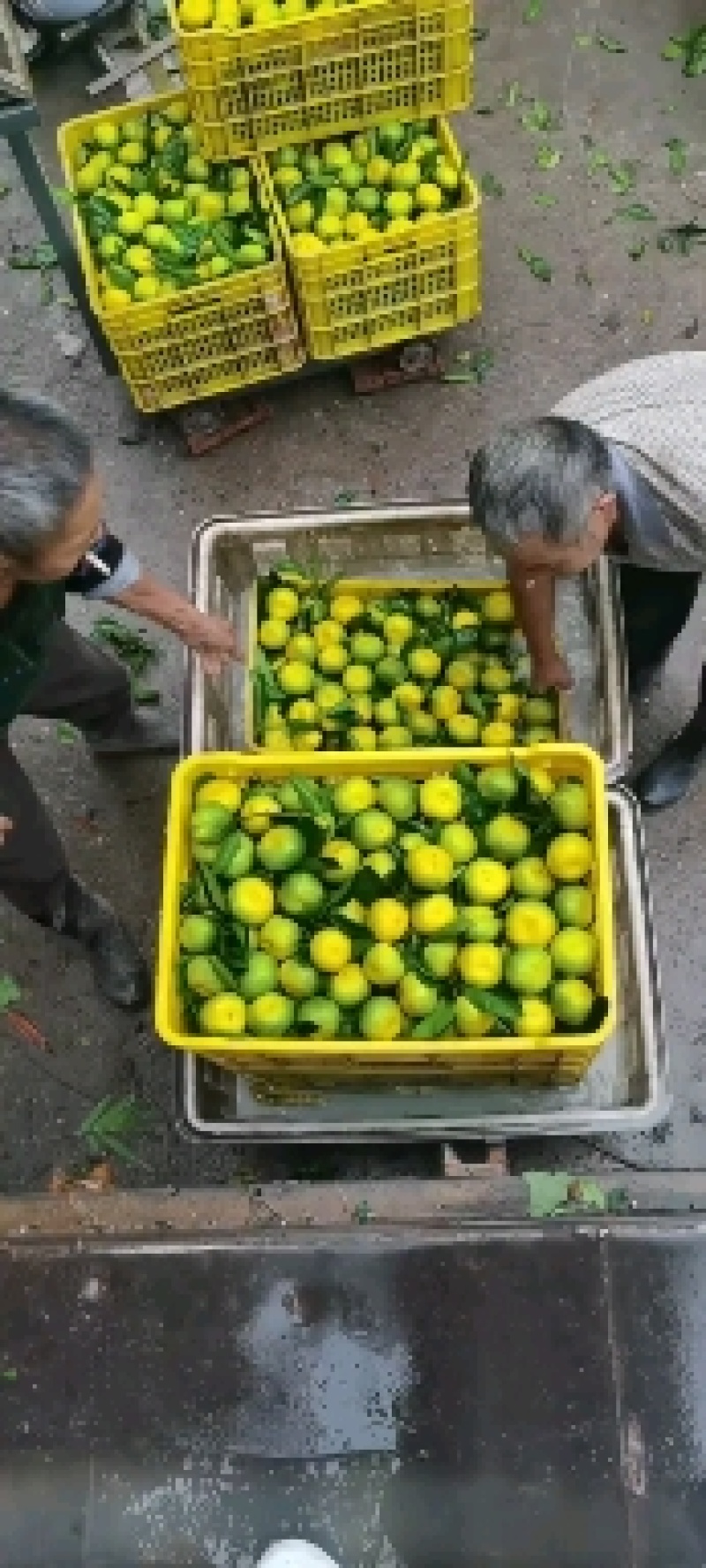 资阳蜜橘，大量上市今年口感个头优级。。。。。。。。。