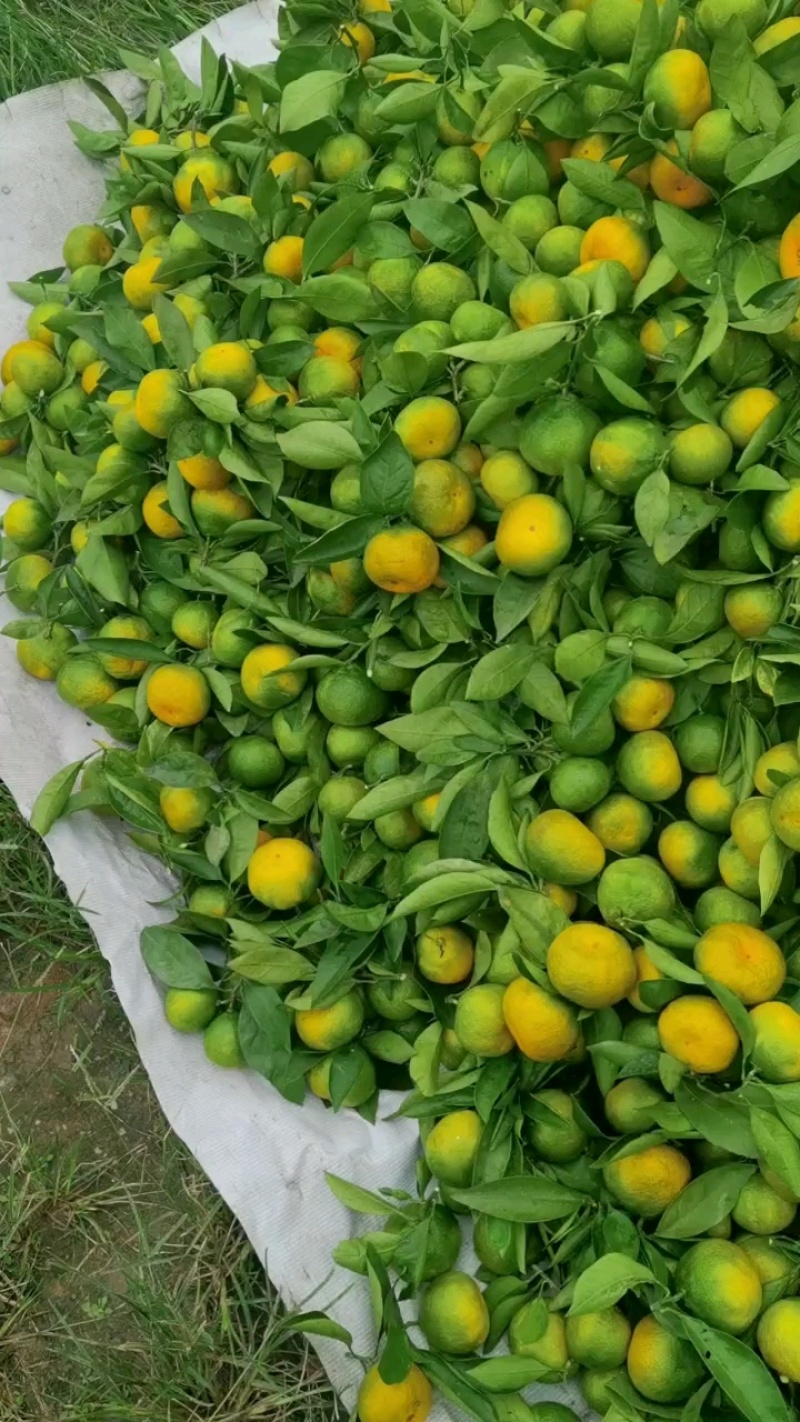 资阳蜜橘，大量上市今年口感个头优级。。。。。。。。。
