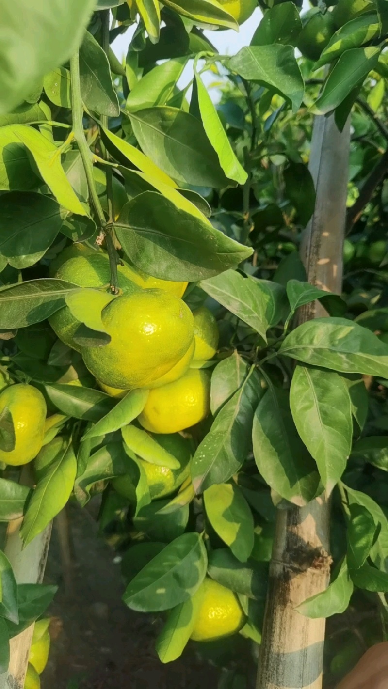 资阳蜜橘，大量上市今年口感个头优级。。。。。。。。。