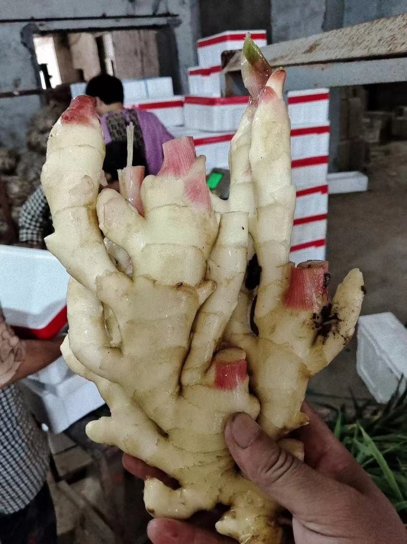 生姜产地常年供应