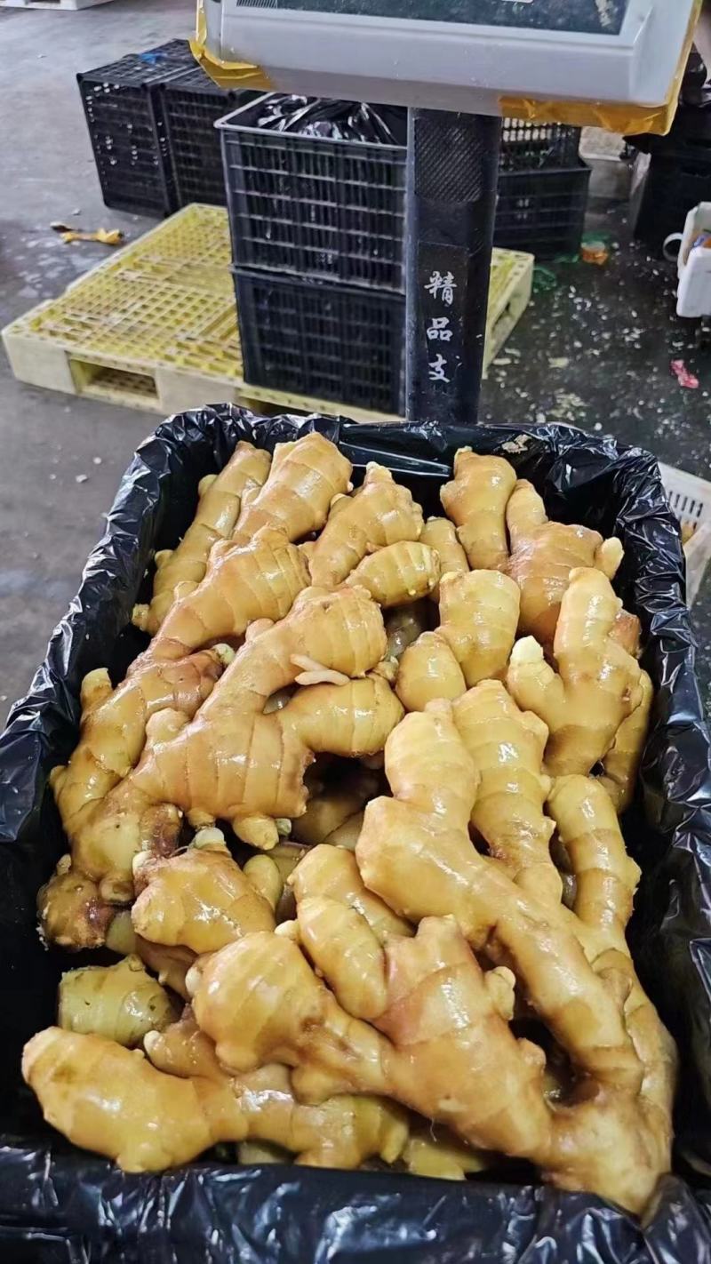 生姜产地常年供应
