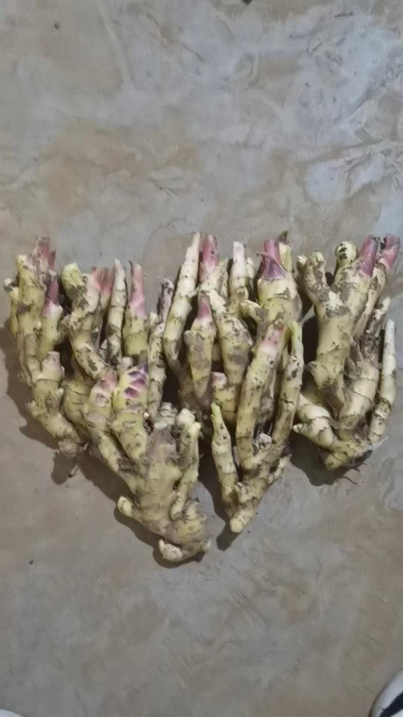 生姜产地常年供应