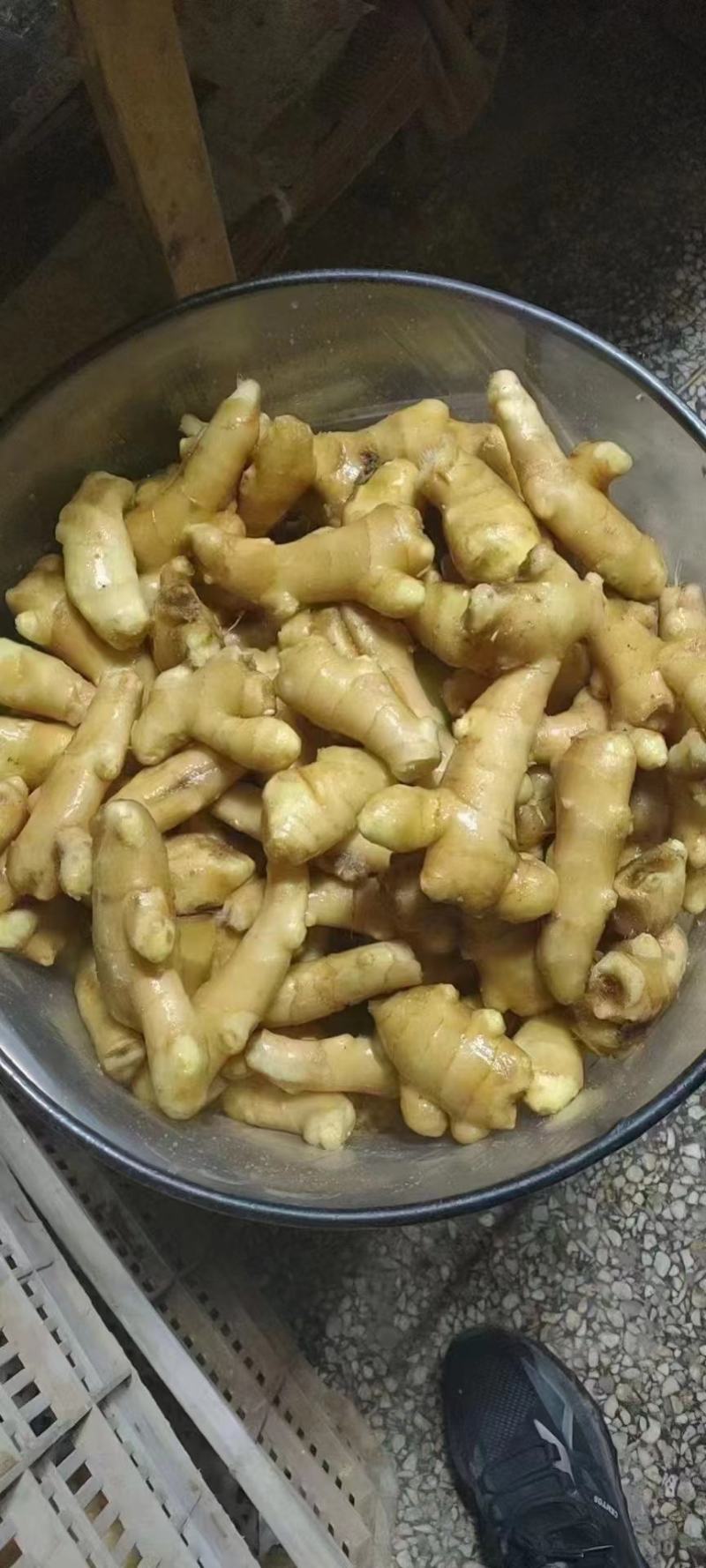 生姜产地常年供应