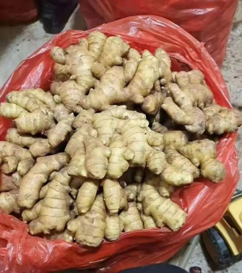 生姜产地常年供应
