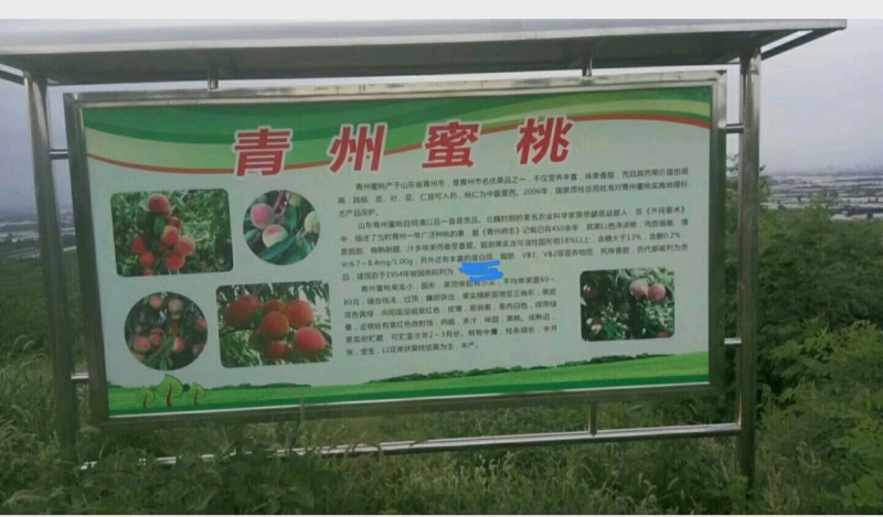 代办代发离核北京十四蜜桃青州蜜桃珍珠枣油桃电商零售批发