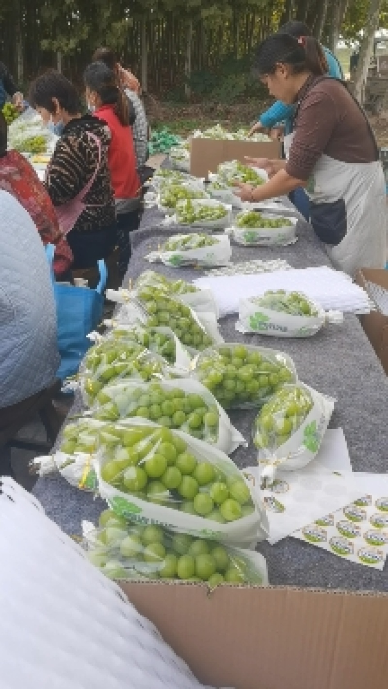 安徽阳光玫瑰晴王供应电商商超市场产地直发
