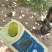 甘肃精品无核白葡萄甜度高口感好产地直发货源充足