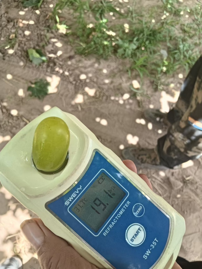 甘肃精品无核白葡萄甜度高口感好产地直发货源充足