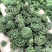 三七花选货绿花一斤起包邮量大从优