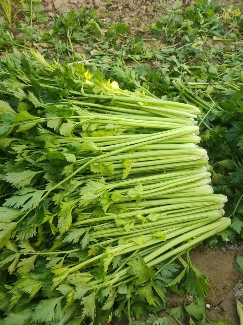 西芹万亩大棚种植，大量提供精细棵小棵，中小棵，各种规格