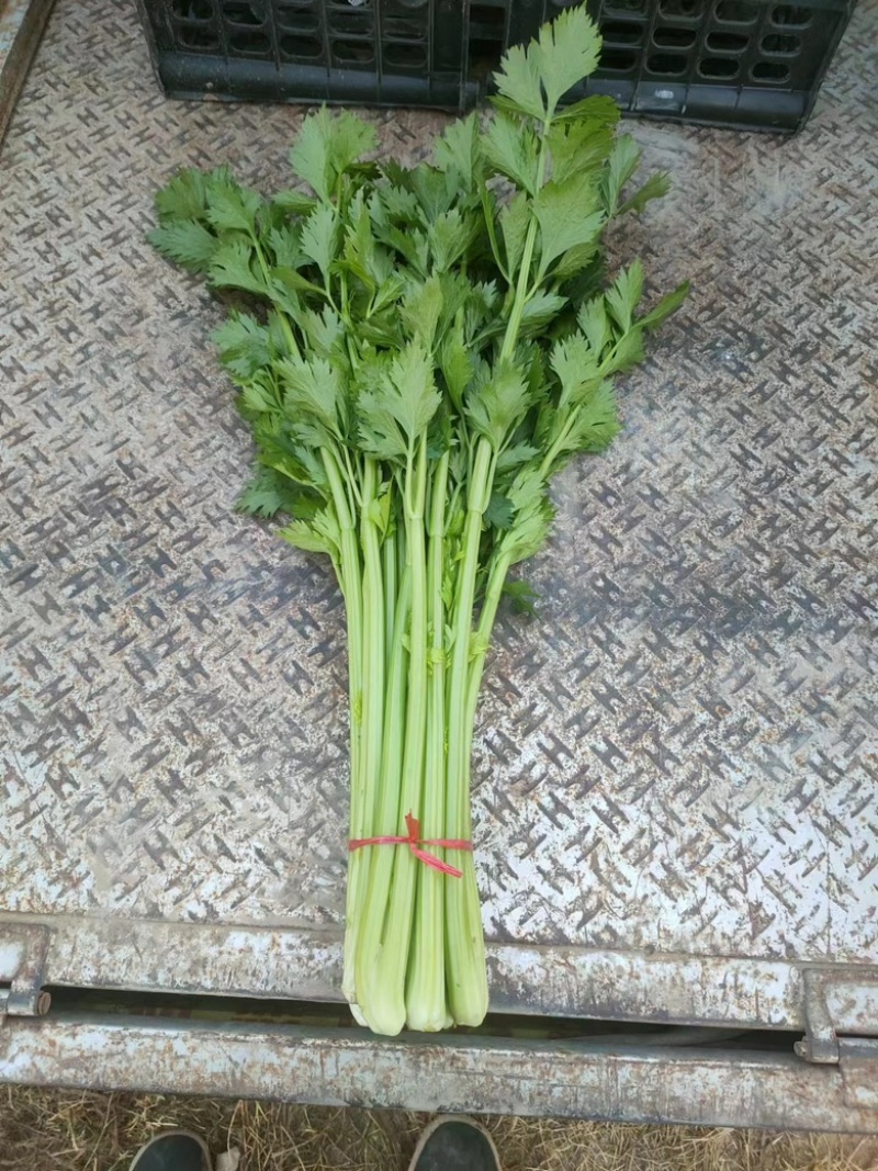 西芹万亩大棚种植，大量提供精细棵小棵，中小棵，各种规格