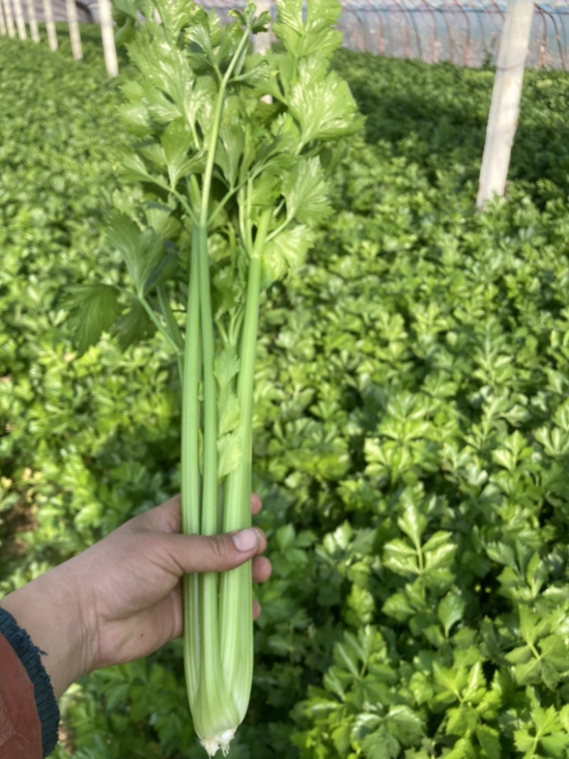 西芹万亩大棚种植，大量提供精细棵小棵，中小棵，各种规格