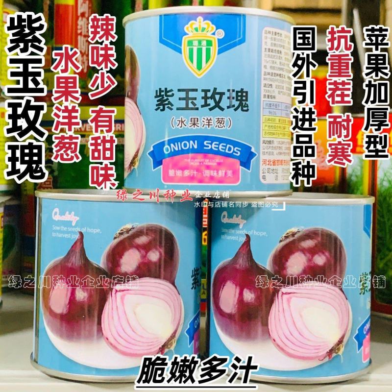 甜脆微辣紫皮洋葱种子水果洋葱种子紫玉玫瑰国外引进紫色洋葱