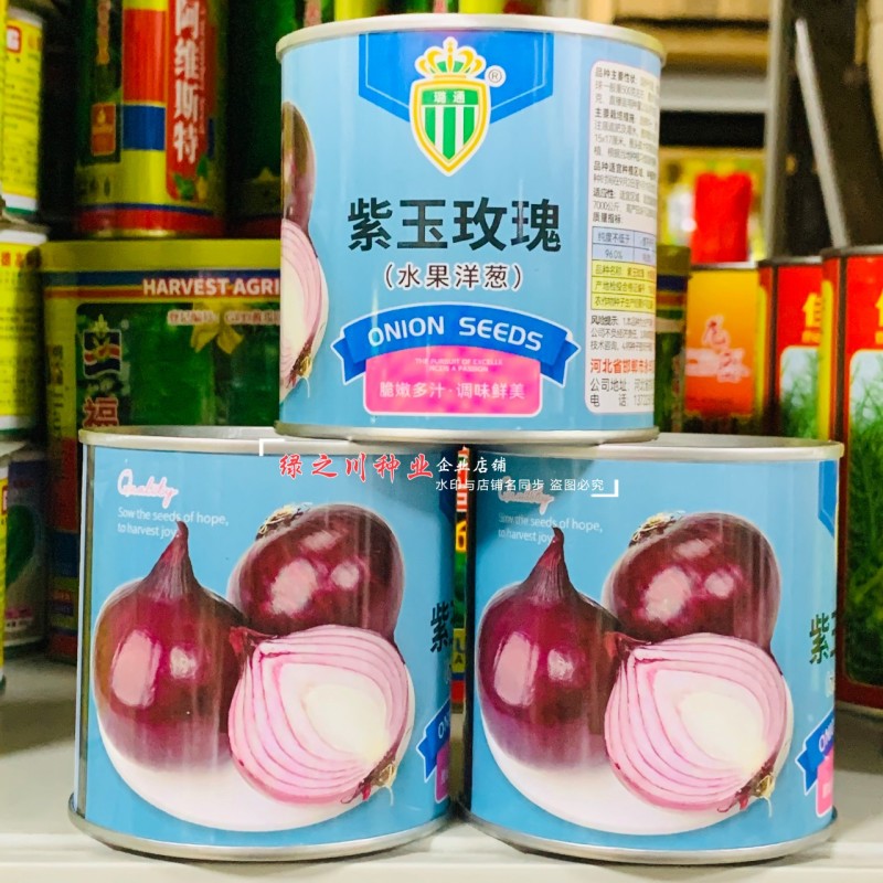 甜脆微辣紫皮洋葱种子水果洋葱种子紫玉玫瑰国外引进紫色洋葱