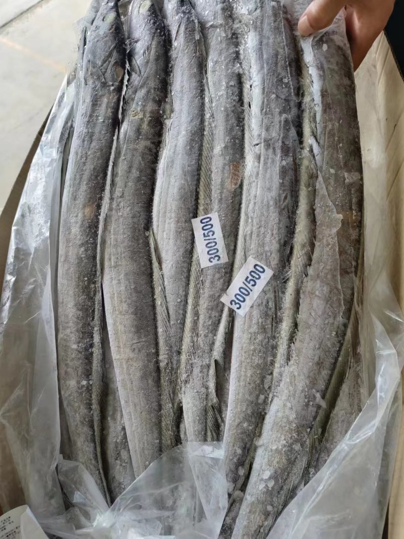 带鱼整条马来带鱼A级B级货源充足量大从优