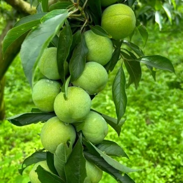 大量青翠李上市了，可代办代发（青翠李红翠李）